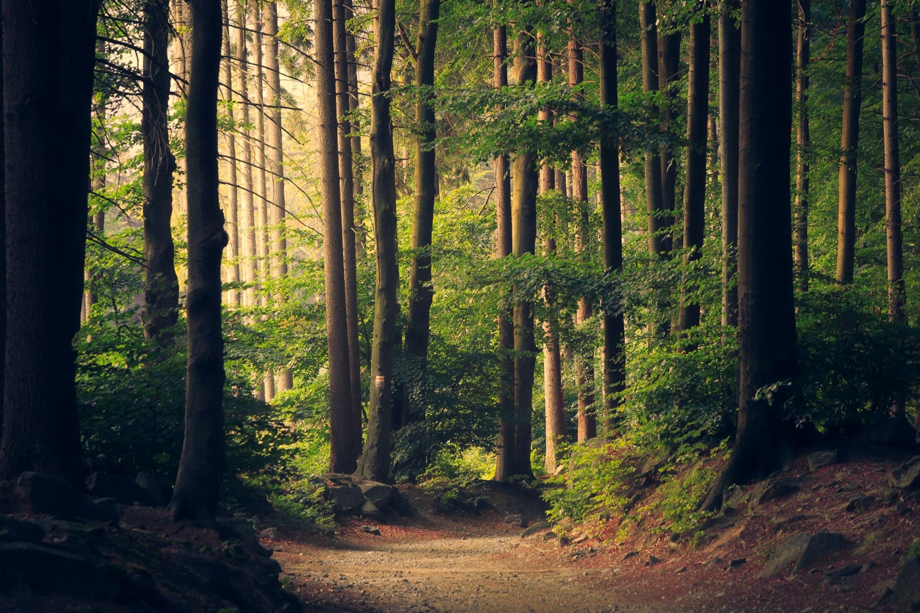 Quiet forest light — space to think before you act